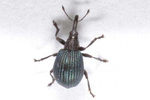 Holotrichapion pisi